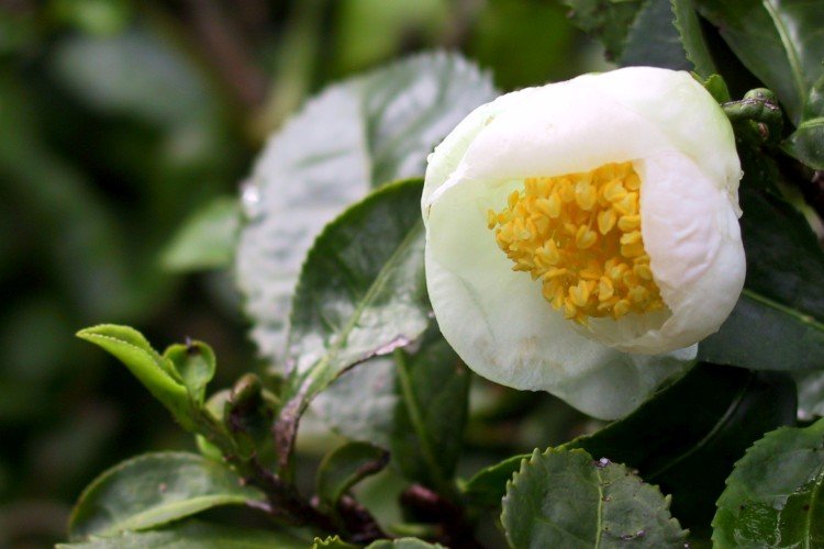 Камелия – фото