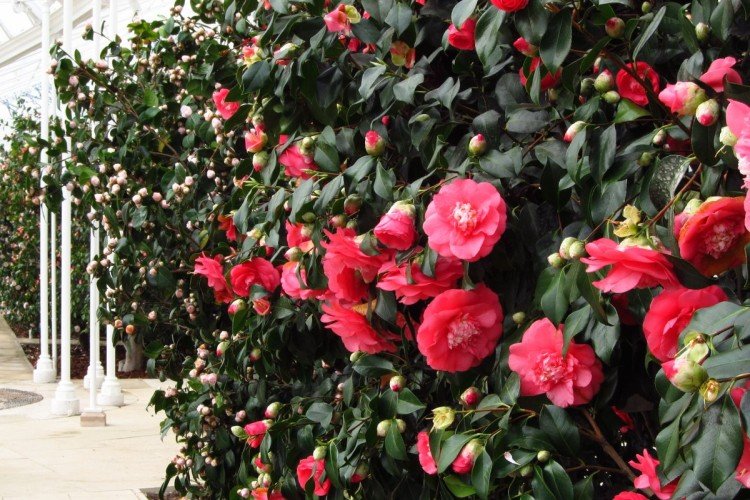 Камелия – фото