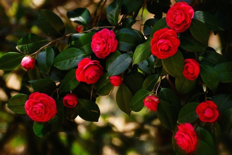 Камелия – фото