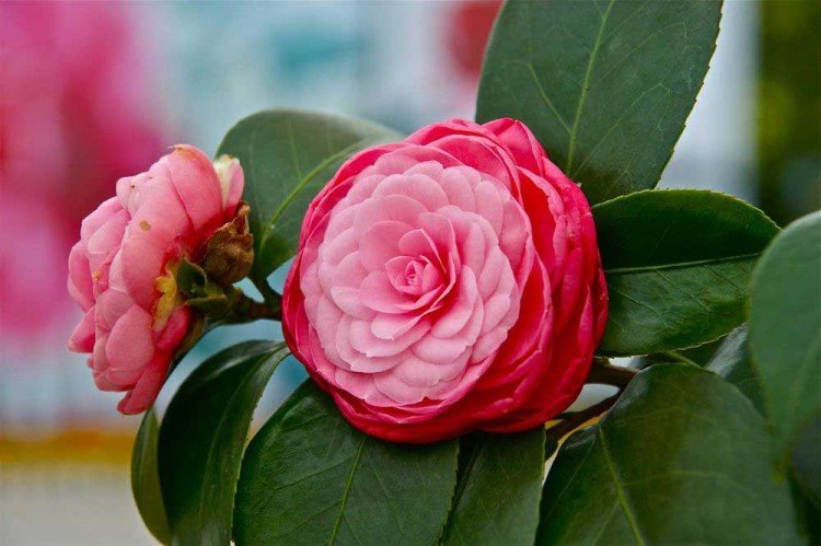 Камелия – фото