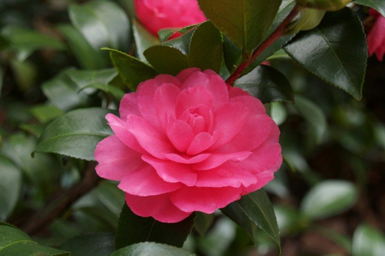 Камелия – фото