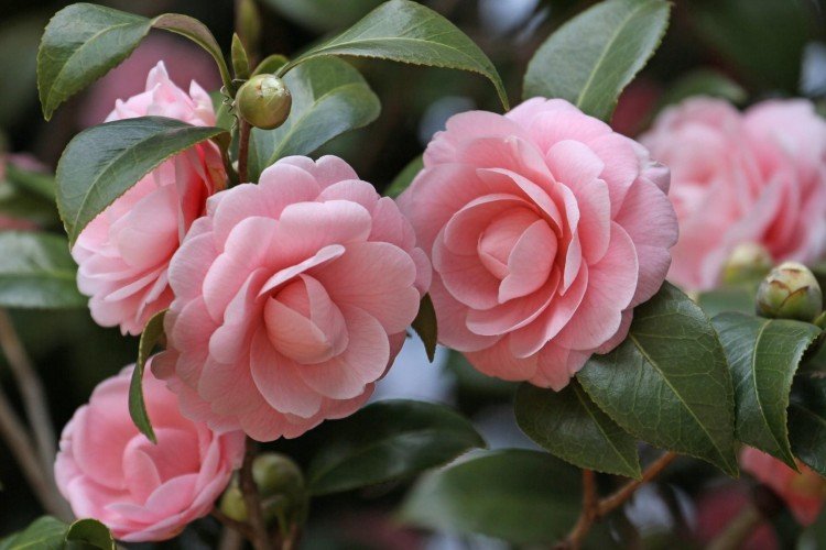 Температура