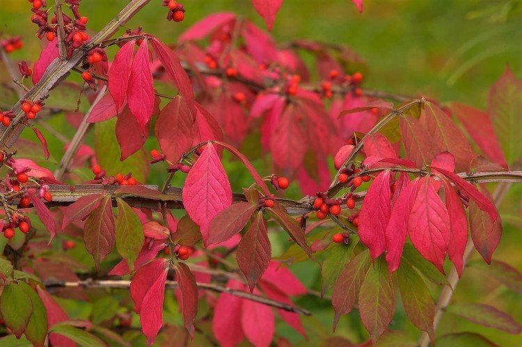 Удобрения и подкормка