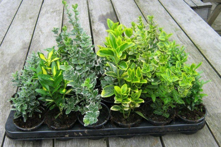 Размножение и посадка бересклета