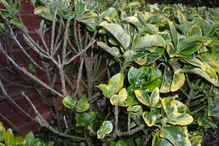 Борьба с вредителями и болезнями