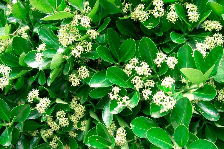 Бересклет – фото