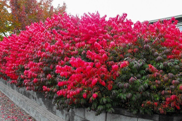 Бересклет – фото