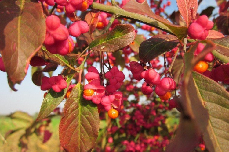 Бересклет – фото