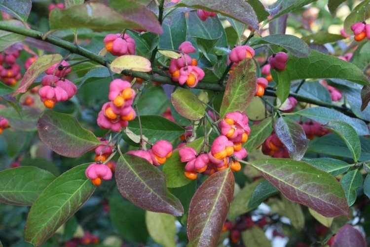 Бересклет – фото