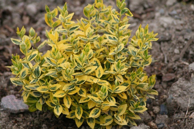 Бересклет Форчуна