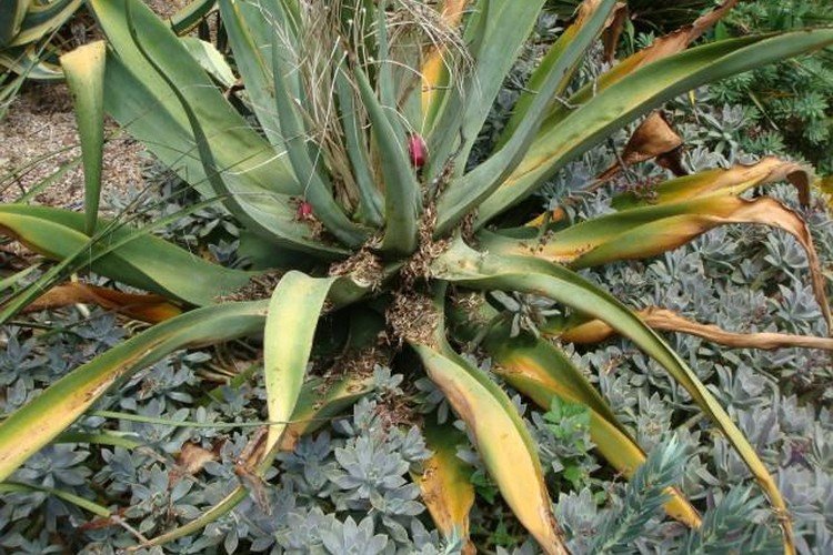 Борьба с вредителями и болезнями