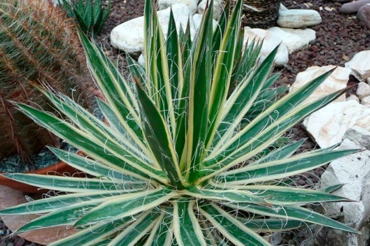 Агава – фото