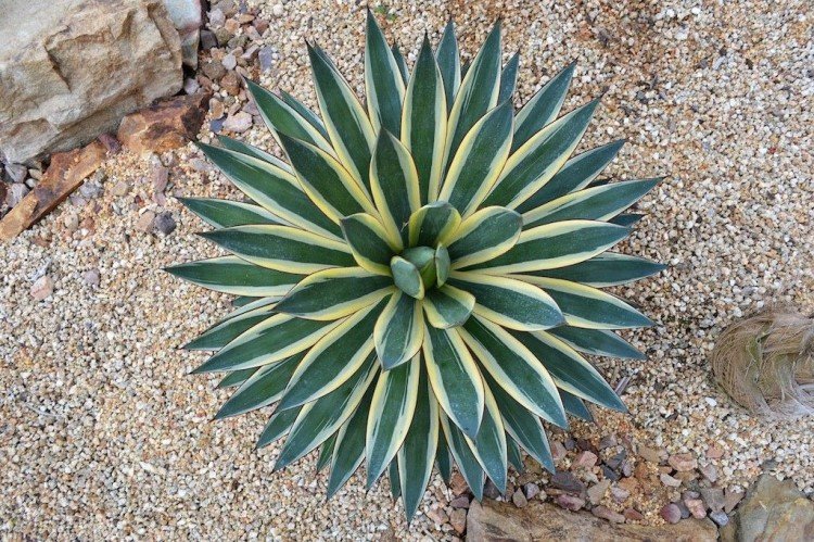 Агава – фото