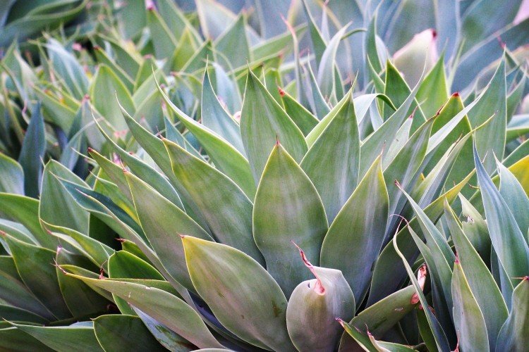 Агава – фото