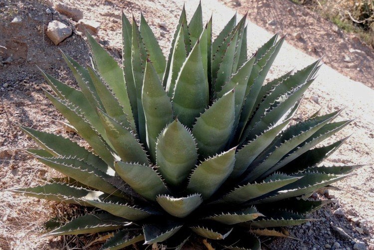 Агава – фото