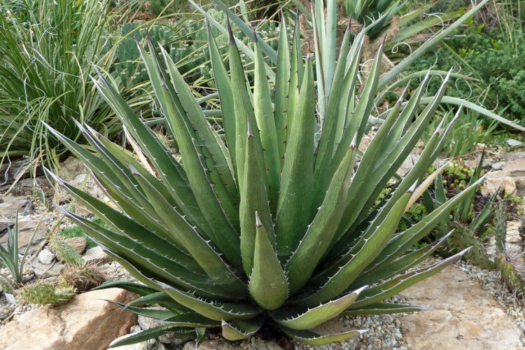 Агава – фото