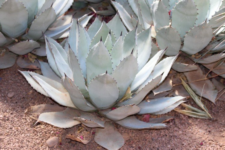 Агава – фото