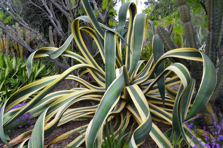 Агава – фото