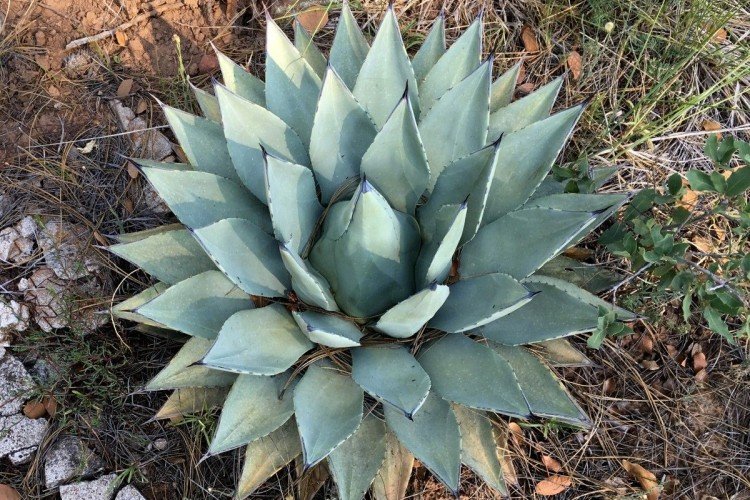 Агава – фото