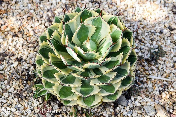 Агава – фото