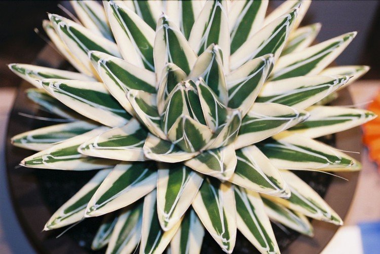 Агава – фото