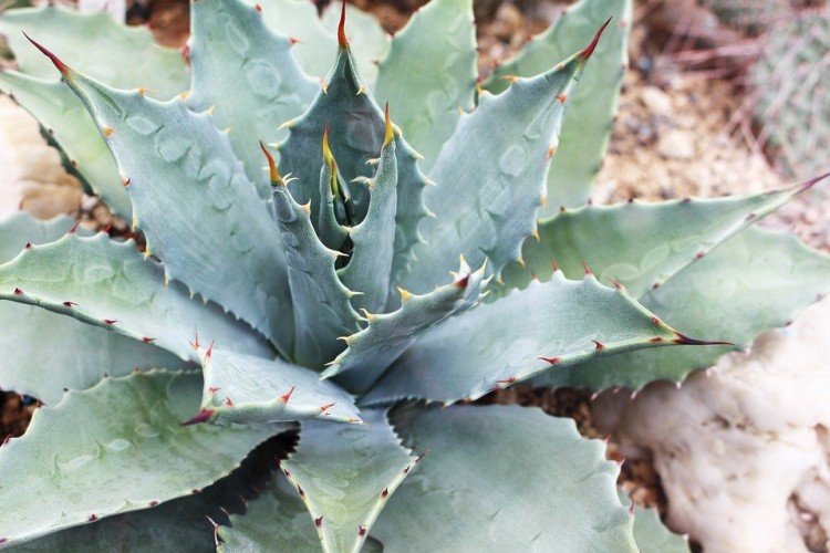 Агава – фото