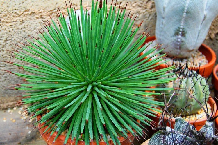 Сжатая агава