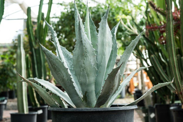 Агава Функа