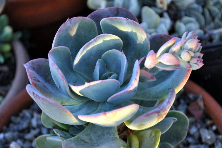 Эхеверия – фото