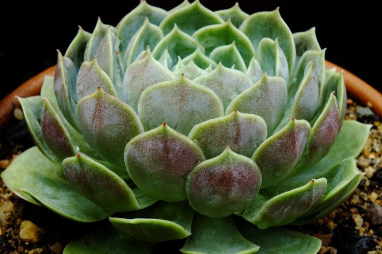 Эхеверия – фото