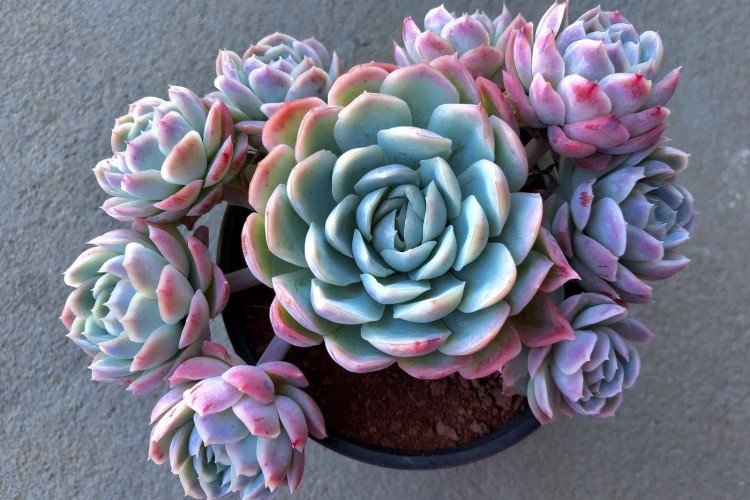 Эхеверия – фото