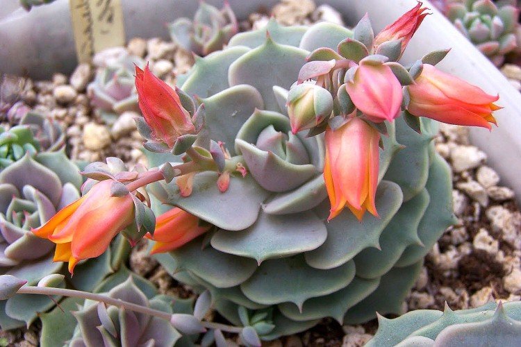 Эхеверия – фото