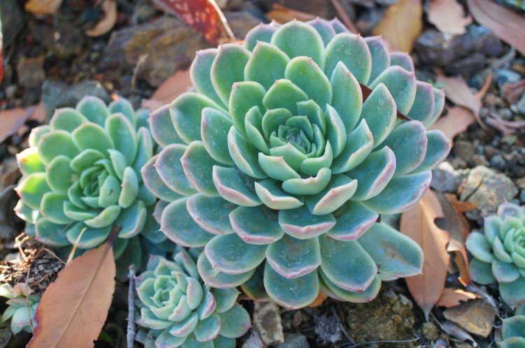 Эхеверия – фото
