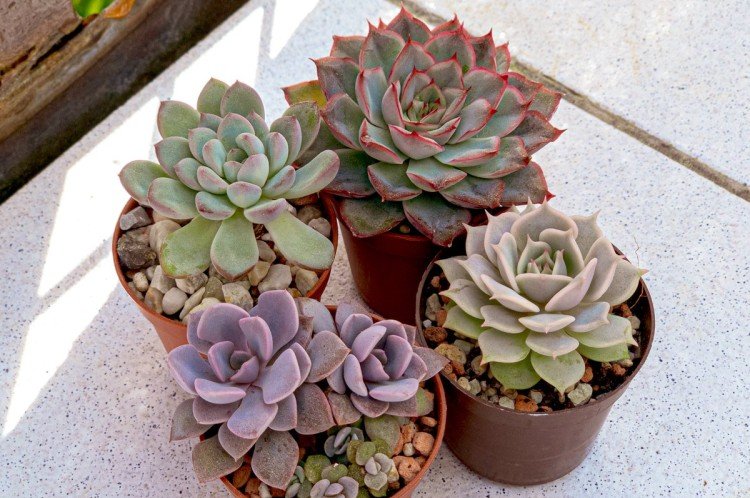 Эхеверия – фото