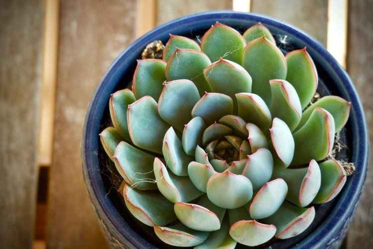 Эхеверия – фото