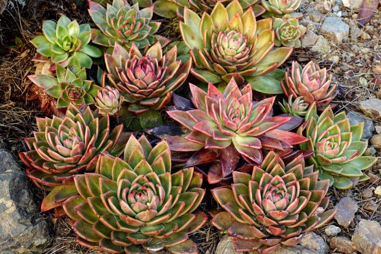 Эхеверия – фото