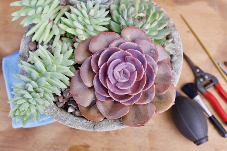 Эхеверия – фото