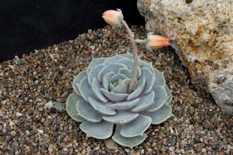 Эхеверия Деренберга