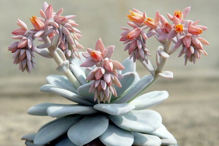 Эхеверия Лау