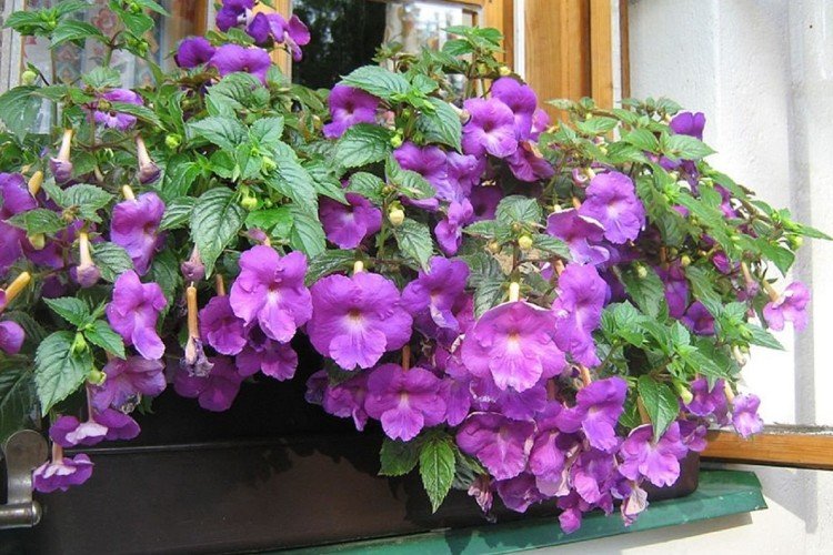 Ахименес (50 фото): виды, выращивание и уход в домашних условиях