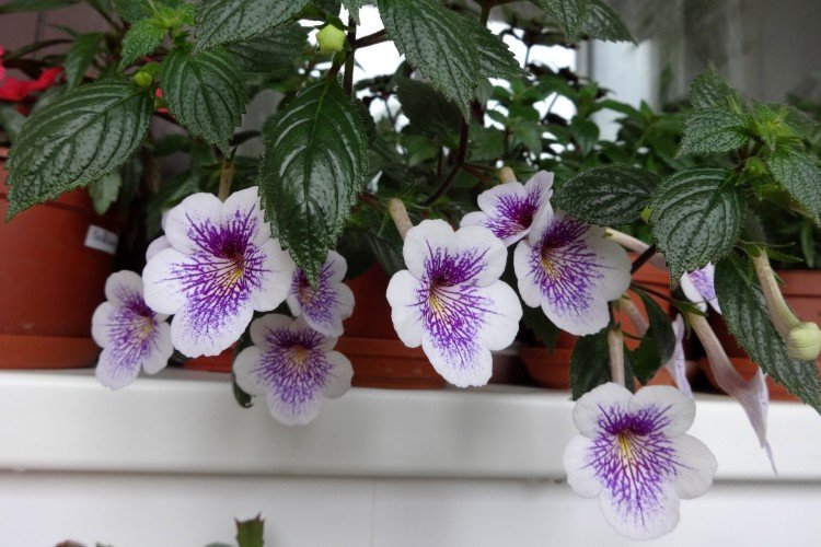 Общая информация