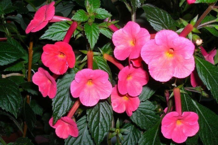 Удобрения и подкормка