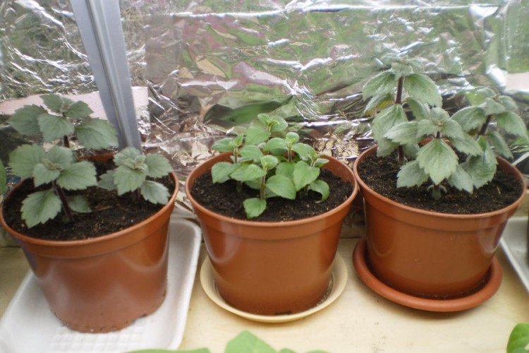 Размножение и посадка ахименеса