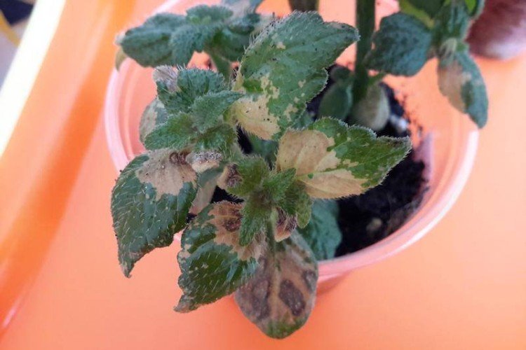 Борьба с вредителями и болезнями