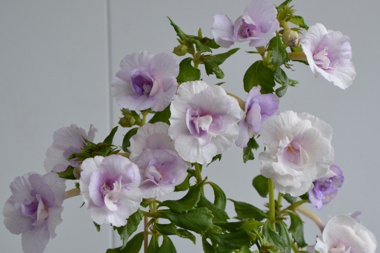 Ахименес – фото