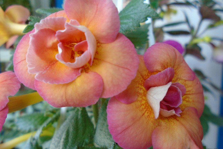 Ахименес – фото