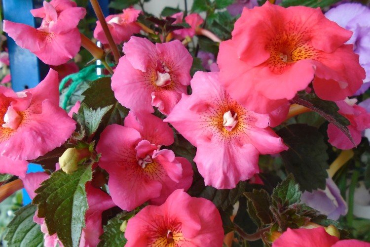 Ахименес – фото