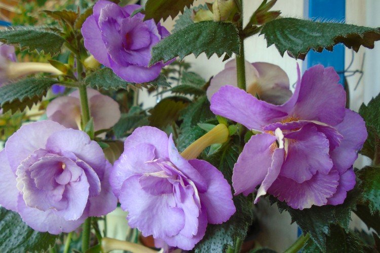 Ахименес – фото