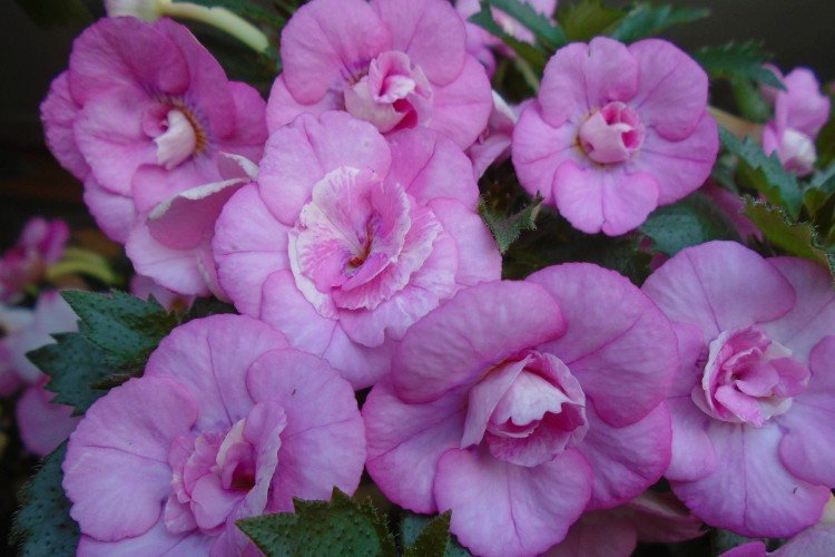 Ахименес – фото