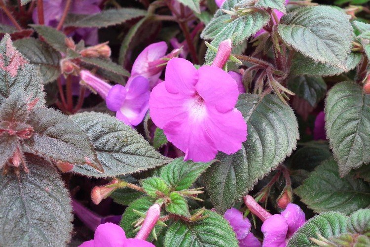 Ахименес – фото